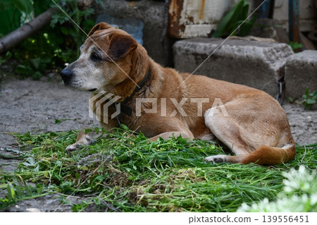 male Rhodesian Ridgeback lying on the green grass against the background of a bright autumn landscape male Rhodesian Ridgeback lying on the green grass against the background of a bright autumn landscape 139556451