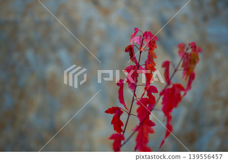 Vibrant Red Maple (Acer tataricum subsp. ginnala) Leaves Vibrant Red Maple (Acer tataricum subsp. ginnala) Leaves 139556457