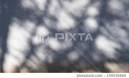 The blurry shadow or silhouette of tree branches on the white cement wall. Texture of plant shadow with sunlight on white background. 139556484