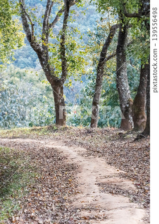 The tranquil natural trail, covered by dry leave and surrounded by hardwood trunks, in the wood. The tranquil natural trail, covered by dry leave and surrounded by hardwood trunks, in the wood. 139556498