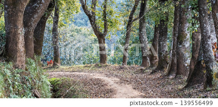 The tranquil natural trail, covered by dry leave and surrounded by hardwood trunks, in the wood. 139556499
