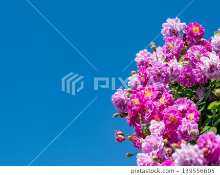 Pink flowers that shine in the blue sky Pink flowers that shine in the blue sky 139556605