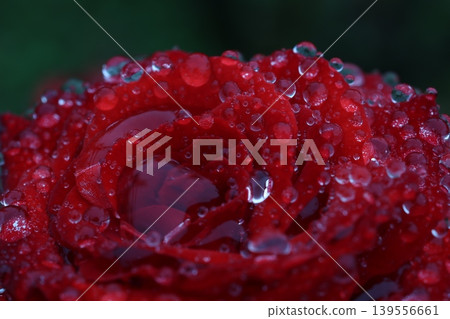 秋雨中的玫瑰 秋雨中的玫瑰 139556661