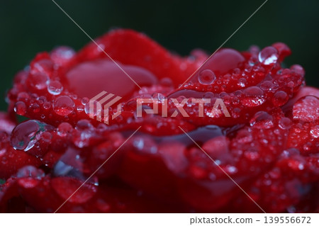 秋雨中的玫瑰 秋雨中的玫瑰 139556672