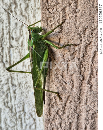 green grasshopper on the wall 139556827