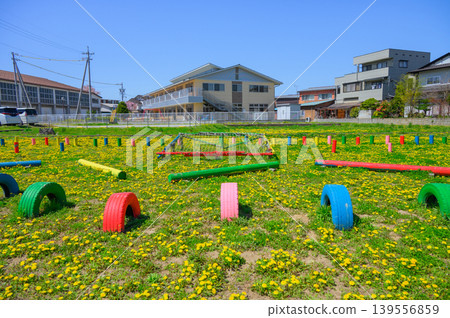 A park covered in dandelions [Oomamejima, Nagano City] 139556859