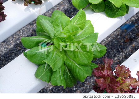 organic hydroponic vegetable in farm organic hydroponic vegetable in farm 139556885