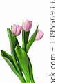 A delicate bouquet of three pink tulips with green stems and leaves, isolated on white background. Symbolizes spring, beauty, renewal, and elegance. High quality photo 139556933