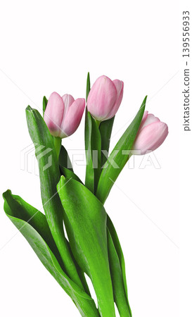 A delicate bouquet of three pink tulips with green stems and leaves, isolated on white background. Symbolizes spring, beauty, renewal, and elegance. High quality photo A delicate bouquet of three pink tulips with green stems and leaves, isolated on white background. Symbolizes spring, beauty, renewal, and elegance. High quality photo 139556933