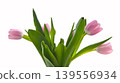A bouquet of light pink tulips with green stems and leaves, depicted on white background. A symbol of spring, beauty, renewal, and elegance. High quality photo 139556934