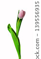 Delicate pink tulip flower with green stem and leaves isolated on white background. Symbolizes spring, beauty, renewal, and elegance. 139556935