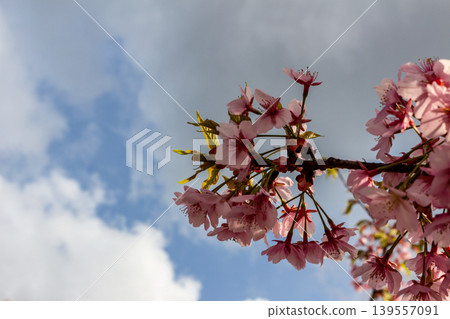 Light shining through the clouds and Kawazu cherry blossoms – the arrival of spring. Light shining through the clouds and Kawazu cherry blossoms – the arrival of spring. 139557091