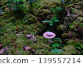 Small mushrooms in the forest of Yatsugatake 139557214