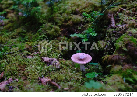 Small mushrooms in the forest of Yatsugatake 139557214