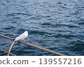 Seagulls to fly away 139557216