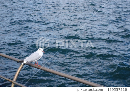Seagulls to fly away Seagulls to fly away 139557216