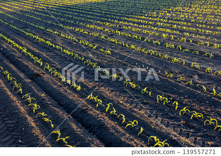 Small corn sprouts emerge from dark soil in neat rows on a farm field under bright morning sunlight in springtime Small corn sprouts emerge from dark soil in neat rows on a farm field under bright morning sunlight in springtime 139557271