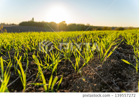 Young winter wheat plants start to grow in a field as the sun rises in the early morning sky over a rural landscape Young winter wheat plants start to grow in a field as the sun rises in the early morning sky over a rural landscape 139557272
