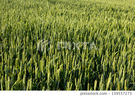 Wheat plants stand tall in a field under bright sunlight with no clouds. This rural area shows healthy crop growth Wheat plants stand tall in a field under bright sunlight with no clouds. This rural area shows healthy crop growth 139557273