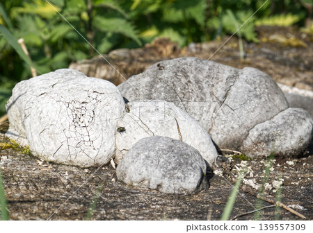 Old tinder fungus growing on a dry tree stump close up. 139557309