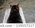 The back of a cat 139557317
