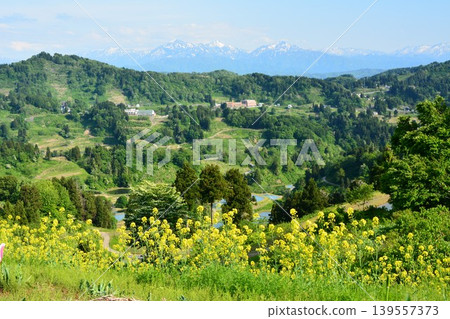 從山越梯田的油菜花田對面可以看到白雪皚皚的越後三山。 139557373