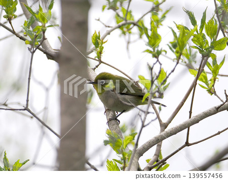 Fresh green leaves and a Japanese white-eye bird 139557456
