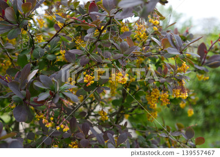 Blooming Japanese barberry with purple leaves and yellow flowers. Blooming Japanese barberry with purple leaves and yellow flowers. 139557467
