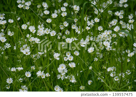Multitude of small white lesser stitchwort flowers in green grass Multitude of small white lesser stitchwort flowers in green grass 139557475