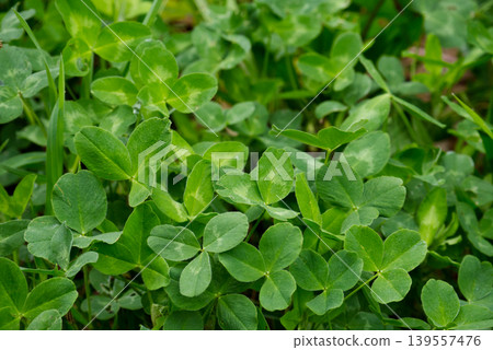 Dense carpet of lush green clover leaves close up. 139557476