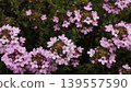 Pink thyme flowers 139557590