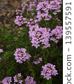 Flowers in full bloom time 139557591