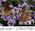 A Painted Lady butterfly (autumn form) on a thyme flower (upper and underside of wings) 139557592