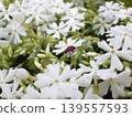 A dogtooth violet beetle on a white moss phlox flower. 139557593