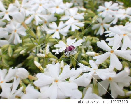 A dogtooth violet beetle on a white moss phlox flower. 139557593