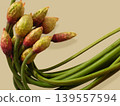 Allium ochotense flower bud 139557594