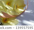 Off-white tulips with a little sunshine and pearl pink ribbon 139557595