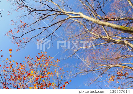 A winter park with withered yellow leaves remaining on tulip trees and zelkova trees, against a blue sky. A winter park with withered yellow leaves remaining on tulip trees and zelkova trees, against a blue sky. 139557614