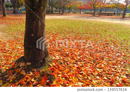 A winter scene in a residential area, with withered cherry leaves falling from a park in the morning. A winter scene in a residential area, with withered cherry leaves falling from a park in the morning. 139557616