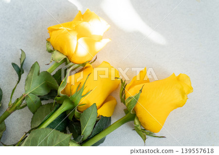 Three Beautiful Yellow Roses on a Grey Background with sunlight soft shadows Three Beautiful Yellow Roses on a Grey Background with sunlight soft shadows 139557618