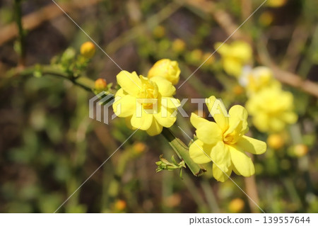 Yellow Unnan Ophiopogon flowers blooming in a park in spring Yellow Unnan Ophiopogon flowers blooming in a park in spring 139557644