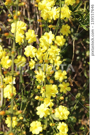 Yellow Unnan Ophiopogon flowers blooming in a park in spring Yellow Unnan Ophiopogon flowers blooming in a park in spring 139557646