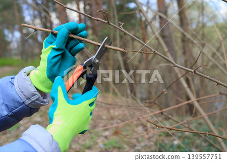 Gardener's hands, clad in bright turquoise gloves, trim thorny branches with black pruning shears in spring. Concept for caring for plants in a garden Gardener's hands, clad in bright turquoise gloves, trim thorny branches with black pruning shears in spring. Concept for caring for plants in a garden 139557751