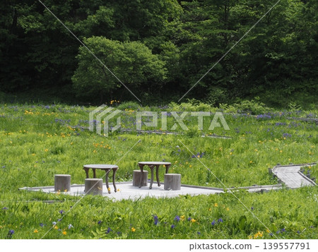 Takigashira Marshland in early June (Aga Town, Niigata Prefecture) Takigashira Marshland in early June (Aga Town, Niigata Prefecture) 139557791