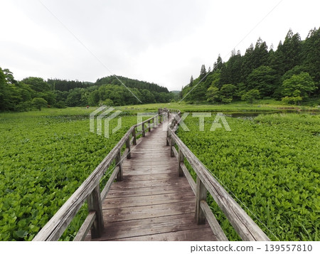 六月初的瀧頭濕地(新潟縣阿賀町) 六月初的瀧頭濕地(新潟縣阿賀町) 139557810