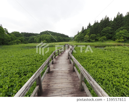 Takigashira Marshland in early June (Aga Town, Niigata Prefecture) Takigashira Marshland in early June (Aga Town, Niigata Prefecture) 139557811