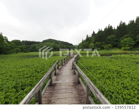 六月初的瀧頭濕地（新潟縣阿賀町） 139557812