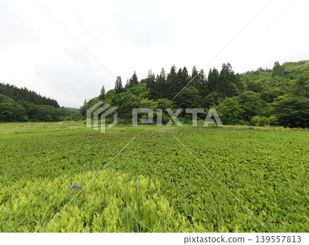 Takigashira Marshland in early June (Aga Town, Niigata Prefecture) Takigashira Marshland in early June (Aga Town, Niigata Prefecture) 139557813