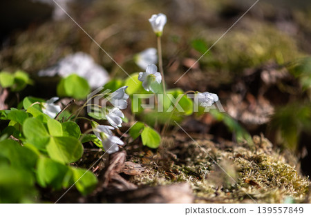 White Wood Sorrel Flowers Growing In Forest Floor White Wood Sorrel Flowers Growing In Forest Floor 139557849