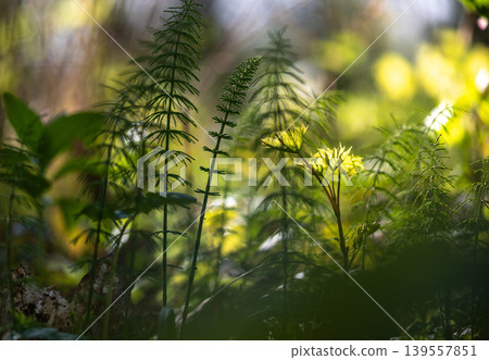pring Horsetail Plants Growing In Forest Sunlight pring Horsetail Plants Growing In Forest Sunlight 139557851